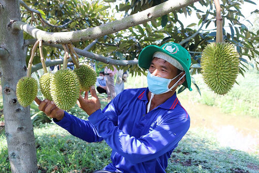 Nông dân Châu Thành tích cực chuyển đổi sản xuất