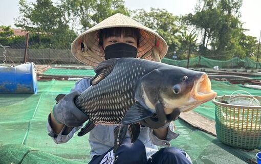 'Thủy quái' nặng chục kg bơi đầy ao, người phụ nữ miền Tây thu bộn tiền