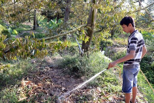 Nguy cơ từ phát triển "nóng" cây sầu riêng