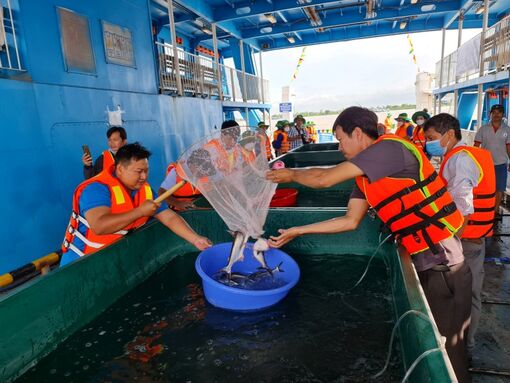 Xây dựng “cái nôi” cá tra giống vùng ĐBSCL ở An Giang
