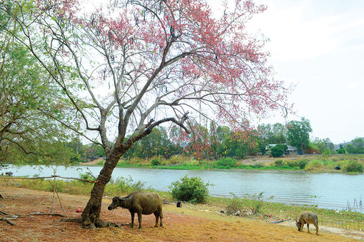 “Bông ô môi rơi đầy trước ngõ…”