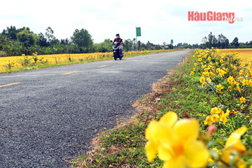 Hậu Giang: Xã Vị Thanh quyết tâm xây dựng nông thôn mới nâng cao