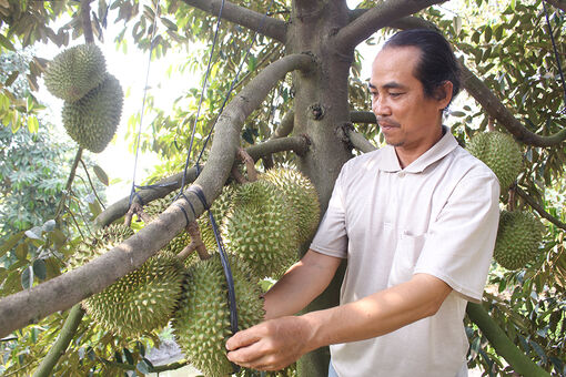 Đa dạng nông sản An Giang