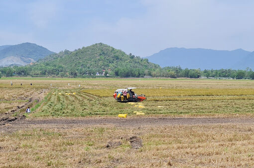 An Giang tái cơ cấu lúa gạo, cá tra