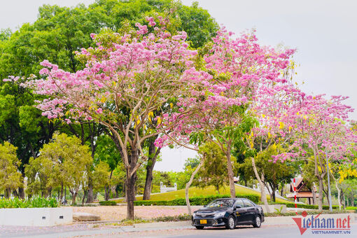 Đường hoa kèn hồng ở Đồng Nai bung nở rực rỡ, đẹp như 'phố Nhật thu nhỏ'