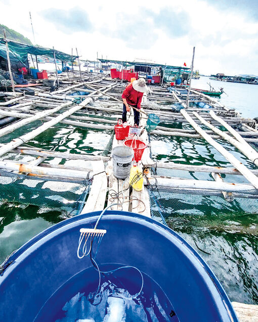 Kiên Giang: Người nuôi cá lồng bè trên biển với niềm vui nhân đôi