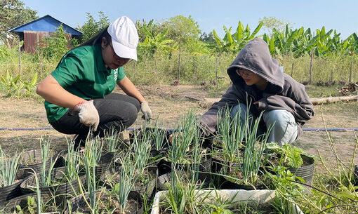 Góc yên ả ở vườn thuốc Nam Trường Đại học An Giang