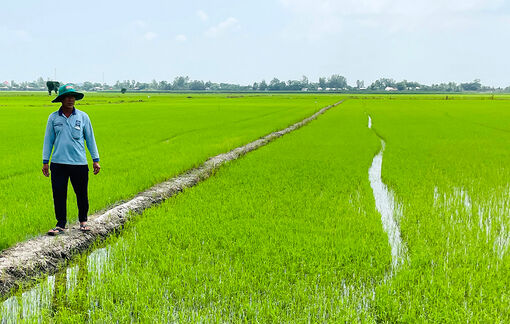 Đảm bảo “ăn chắc” vụ hè thu