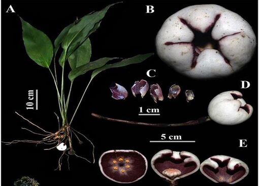 Phát hiện loài tỏi đá mới tại Thừa Thiên - Huế