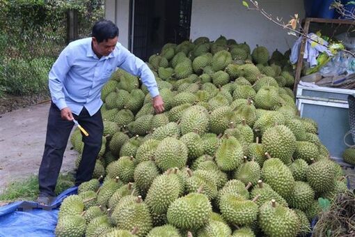 Phát triển sầu riêng tại ĐBSCL: Hấp dẫn do hiệu quả kinh tế cao?