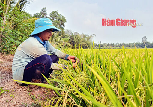 Đề án 1 triệu héc-ta lúa chất lượng cao: Tăng thu nhập cho nông dân