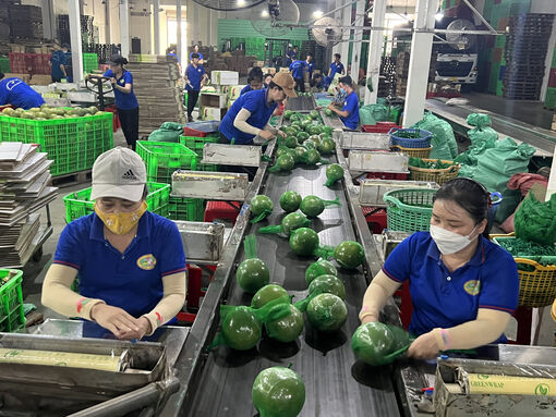 Đồng bằng sông Cửu Long: Làm gì để khỏi cảnh "trồng, chặt" theo phong trào