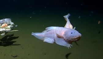 Phát hiện loài cá sống ở độ sâu hơn 8.300 m dưới đáy biển