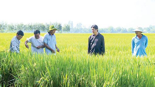 Kiên Giang: Nông dân Giồng Riềng bội thu