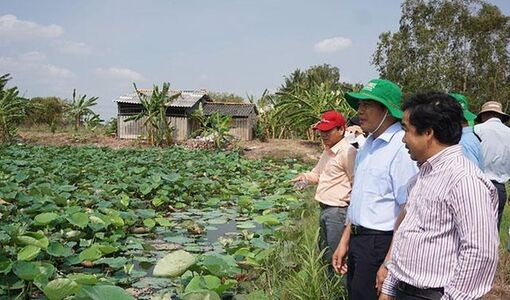 Tham quan, học tập mô hình trồng sen lấy củ tại tỉnh Sóc Trăng