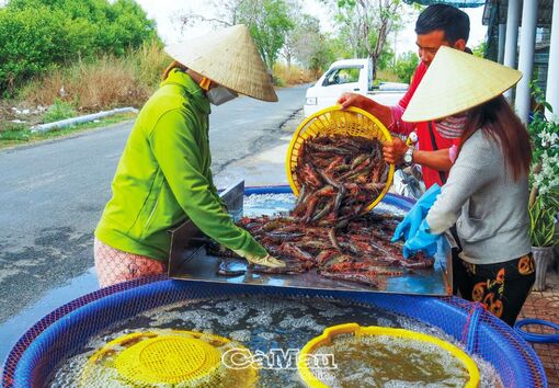 Cà Mau: Mang con tôm tươi sống đến người tiêu dùng