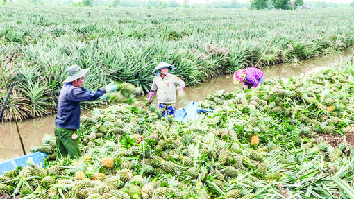 Hậu Giang phát triển thương hiệu khóm Cầu Ðúc