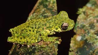 Phát hiện nhiều loài ếch cây mới độc đáo tại Papua New Guinea