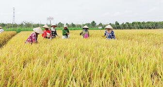 Hỗ trợ công nhận lưu hành giống lúa AG1 được chọn tạo ở An Giang
