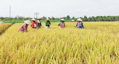 Hỗ trợ công nhận lưu hành giống lúa AG1 được chọn tạo ở An Giang