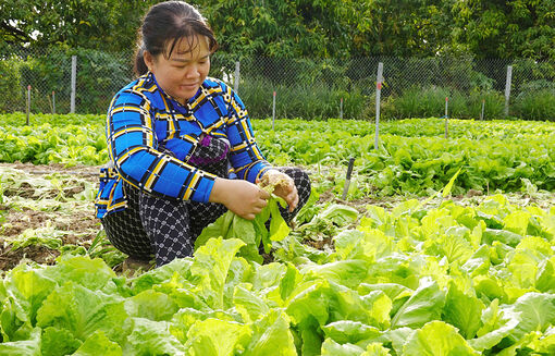 An Giang xuống giống rau màu vụ hè thu 2023