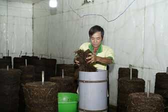 Tận dụng rơm rạ trồng nấm mang lại thu nhập ổn định