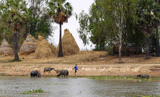 Con trâu, bạn của nhà nông