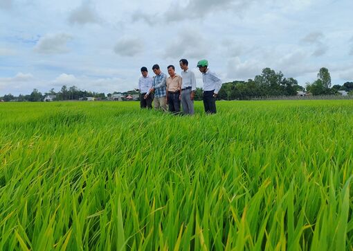 Châu Phú với nhiều nhiệm vụ trọng tâm