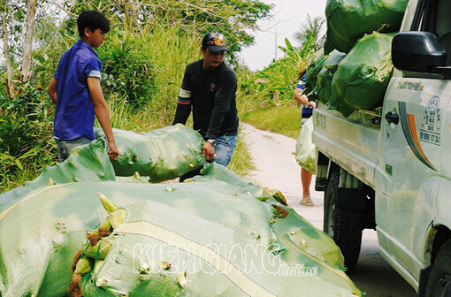 Kiên Giang: Bắp trúng mùa, được giá, nông dân phấn khởi