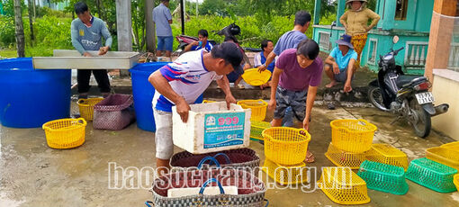 Sóc Trăng: Liên kết tiêu thụ sản phẩm, xóa nỗi lo “được mùa mất giá”