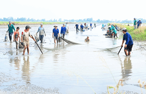 Kiên Giang: Mùa tôm càng xanh