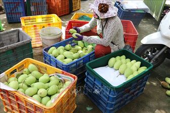 Việt Nam là thị trường cung cấp xoài lớn thứ 3 cho Hàn Quốc