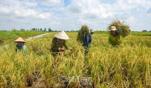 Cà Mau: Hợp tác, liên kết để phát triển sản xuất