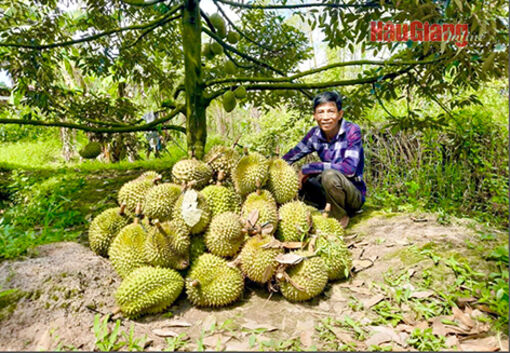 Hậu Giang: Kinh tế - xã hội ở Một Ngàn chuyển biến tích cực