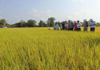 Nông dân Phú Tân sản xuất nếp theo SRP