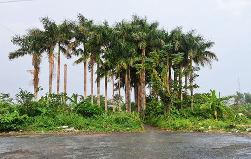 An Giang có mưa lớn trên diện rộng