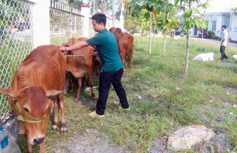 Trao thêm 12 con bò giống cho hộ nghèo huyện Tri Tôn