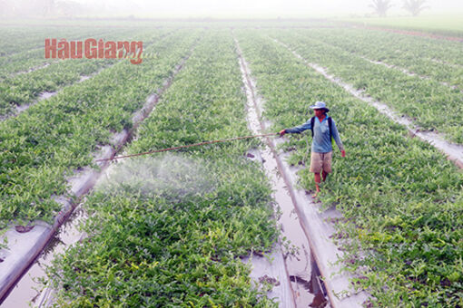 Hậu Giang: Đã giải ngân hơn 22% nguồn vốn chương trình mục tiêu quốc gia