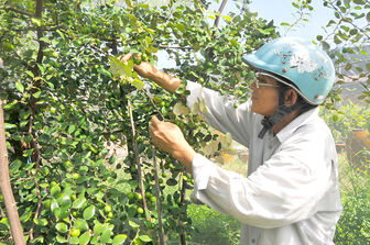 Châu Phú tạo điều kiện để nông dân phát triển kinh tế nông nghiệp