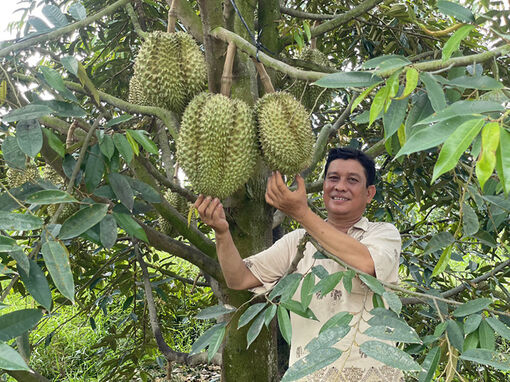 Đồng Tháp: Nông dân trồng sầu riêng xã Mỹ Long chủ động tìm hướng thích ứng với thị trường