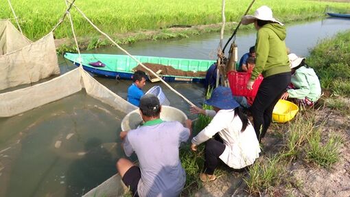 Nông dân tăng thu nhập nhờ mô hình sinh kế dựa vào mùa lũ ở Đồng Tháp