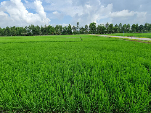 Sản xuất “ăn chắc”