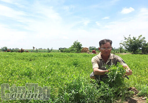 Cần Thơ: Khấm khá nhờ cần lao