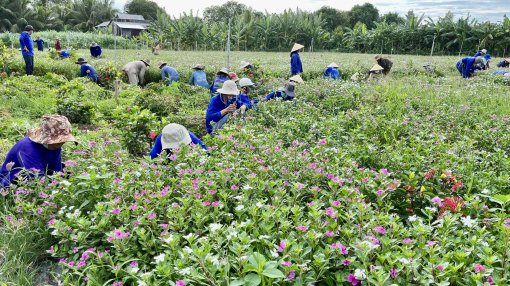 Về “xứ đạo” thu hoạch hoa dừa cạn