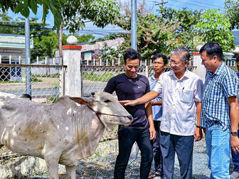 Nhân rộng số bò giống được hỗ trợ cho người nghèo huyện Tri Tôn