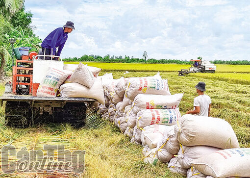 Cần Thơ: Chủ động thu hoạch và tiêu thụ lúa hè thu