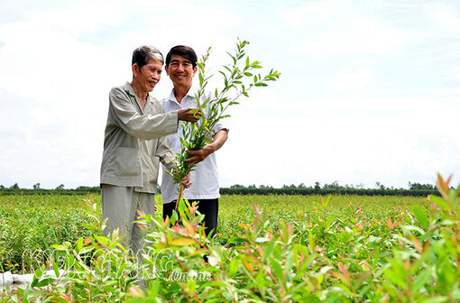 Kiên Giang: Những lão nông thành công với nghề trồng tràm