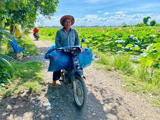 Phát triển kinh tế từ luân canh sen - khoai môn