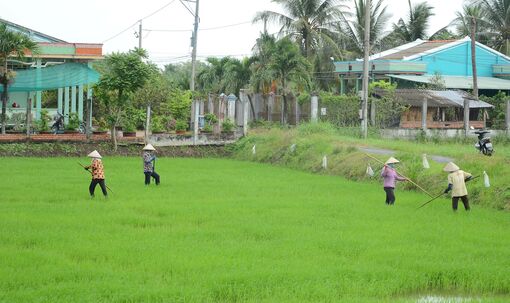 Tiền Giang: Xuống giống hơn 20.000 ha lúa hè thu