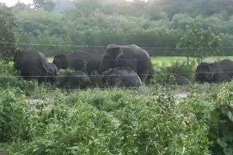 Đàn voi hơn 10 con ra bìa rừng tìm thức ăn ở Đồng Nai